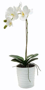 Products: White Phalaenopsis Orchid Plant – Myrrh & Co Florist Mt Maunganui
