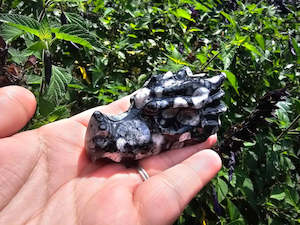 Orthoceras Fossil Dragon Skull