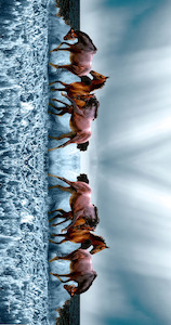 Australian Coastal Cotton Designer Sarong