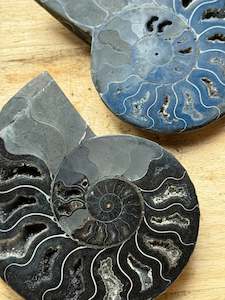 Petrified Wood: Black Ammonite Fossil Pair, Rare