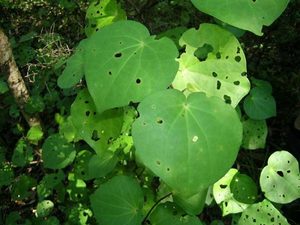 Kawakawa dried whole leaf (A5 size pkt)