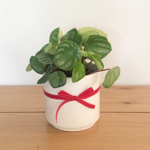 Products: Peperomia Watermelon with pot