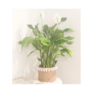 Products: Simply Elegant- "Peace Lily