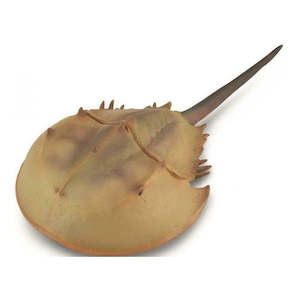 Horseshoe Crab XL Replica