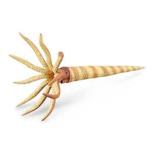 Science Biology Prehistoric: Orthoceras L