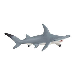 Science Biology Aquatics: Hammerhead Shark