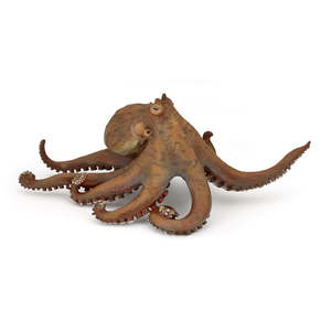 Science Biology Aquatics: Octopus
