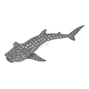 Science Biology Aquatics: Young Whale Shark