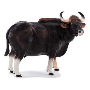 Science Biology Animals: Gaur Bull