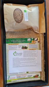 Wheatgrass: Complete Wheatgrass kit: trays, seed, growing mats, chart & instructions