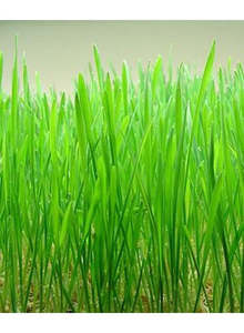 Wheatgrass seeds 1KG or 3KG bulk NZ grown