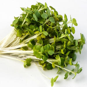 Microgreens 1: Rocket Seeds - ORGANIC  100gm or 600gm