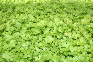 Parsley microgreens 50gm