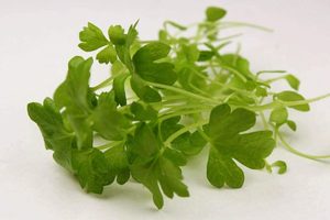 Microgreens 1: Celery tips for microgreens 50G