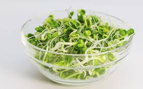 Sprouting: Alfalfa, organic seeds.  100gm