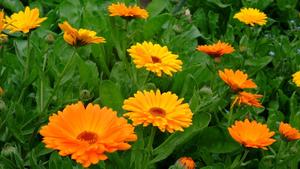 Calendula (Organic) seeds $3.50