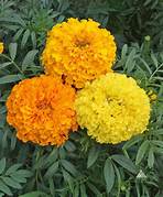 Vege Seeds: Marigold (African) seeds $3.50
