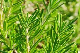 Vege Seeds: Rosemary bush seeds $3.50