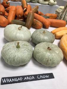 Vege Seeds: Pumpkin (Whangaparoa Crown) seeds $3.50