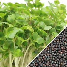 Sprouting: Green Broccoli organic seeds: 100gm or 600gm