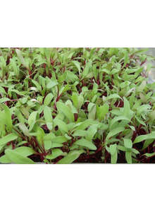 Microgreens 1: Beet (Bullion) seeds:  50g or 200g