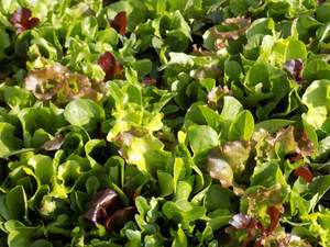 Mesclun lettuce blend 50gm or 100gm
