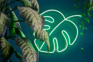 Products: Monstera Leaf - Love this  design, perfect gift. Available in 13 Colours