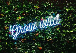 Products: Grow Wild - Grow Wild - Perfect for kids, or even adults