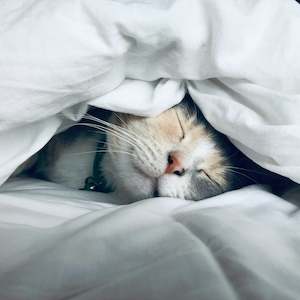 Sleep Issues Session
