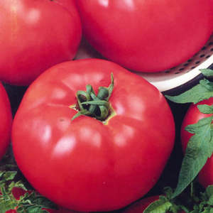 Vegetable Seeds: Tomato Organic Beefsteak
