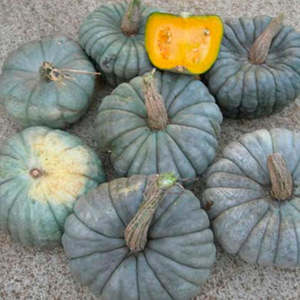 Vegetable Seeds: Terra Nova Pumpkin - Queensland Blue