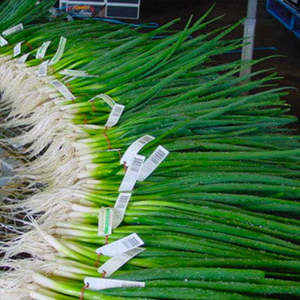 Vegetable Seeds: Terra Nova Onion - Spring Zeffa