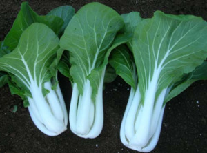Vegetable Seeds: Terra Nova Pak Choy White OP