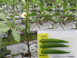 Vegetable Seeds: Terra Nova Okra Joy