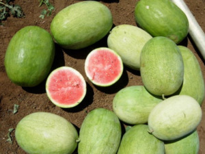 Vegetable Seeds: Terra Nova Watermelon Glory Jumbo