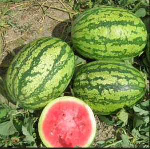 Vegetable Seeds: Terra Nova Watermelon Fire Star