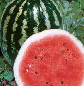 Vegetable Seeds: Terra Nova Watermelon Crimson Sweet