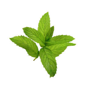 Menthol Essential Oil