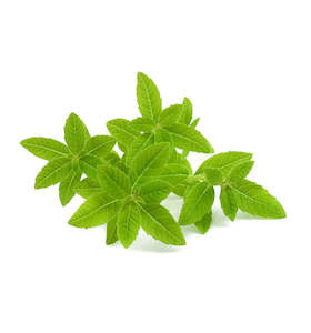 Lemon Verbena Fragrance Oil