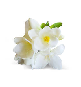 Freesia Blooms Fragrance Oil