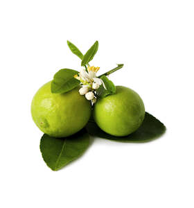 Stocktake Sale: Lime Blossom (Linden Blossom) Fragrance Oil