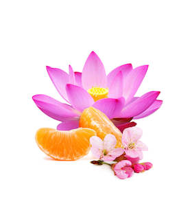 Pink Lotus and Mandarin Fragrance Oil
