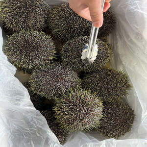 Live Seafood: Fresh Live Whole Kina - sea urchin - coming soon
