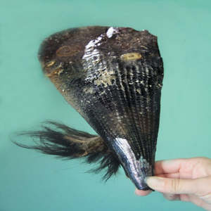 Live Whole Horse Mussel - Jumbo Coming Soon