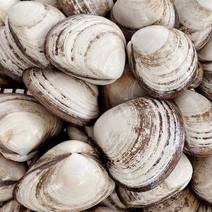 Live Seafood: Live Storm Shell