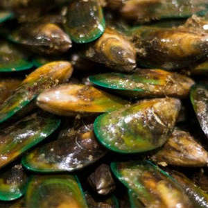 Fresh Live Green Lipped Mussels - Family Sharing Bucket - 20kg (Pre-order) Deliv&hellip;