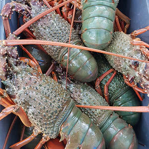 Live Seafood: Live Packhorse (coming soon)