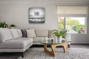 Abstract: Rangiora - Black Swans