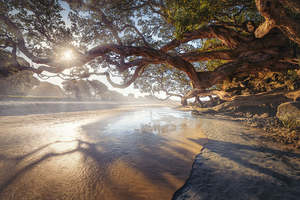 Waipu Cove - Sunrays Through the Trees | Gift Print