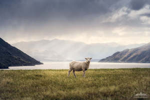 Lake Wakatipu - Sheep and Sunrays | Gift Print